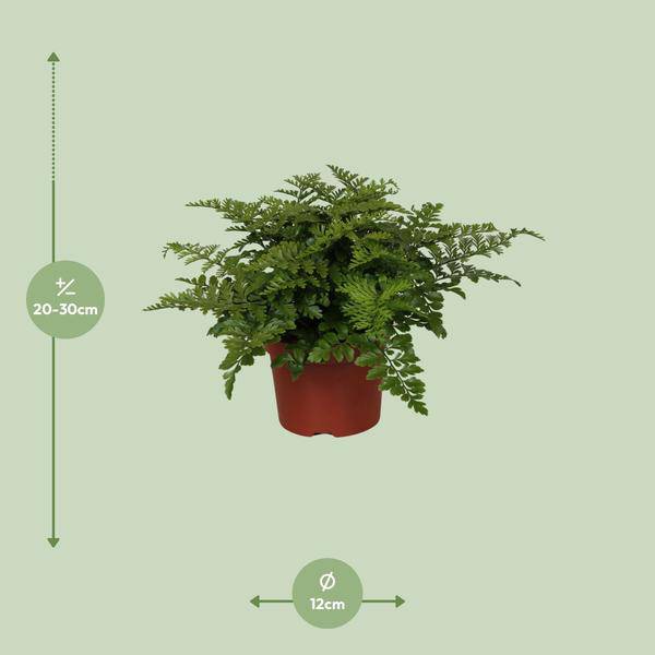 Nestfarn – Asplenium Parvati – Zimmerpflanze – Ø12cm – ↕25cm – dekorativer Farn mit eleganten Wedeln – pflegeleichte Grünpflanze für Innenräume – Plant