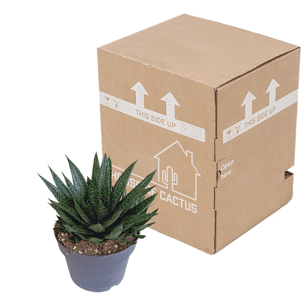 Gasteria d Due – Sukkulente Zimmerpflanze – Dunkelgrün gefleckte Blätter – Höhe ca. 17cm – Pflegeleicht & dekorativ – Direkt vom Züchter – Plant