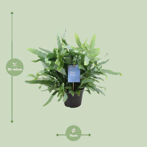 Blaufarn Phlebodium Blauer Farn Zimmerpflanze Ø14cm ↕40cm – pflegeleichte Grünpflanze für Wohnzimmer, Büro & helle Standorte kaufen – Plant