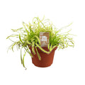 Kap-Sonnentau Drosera capensis – Karnivore Zimmerpflanze – Ø12cm – ca. 17cm hoch – Insektenfangpflanze mit Tautropfen-Effekt – Pflegeleicht & dekorativ – Plant
