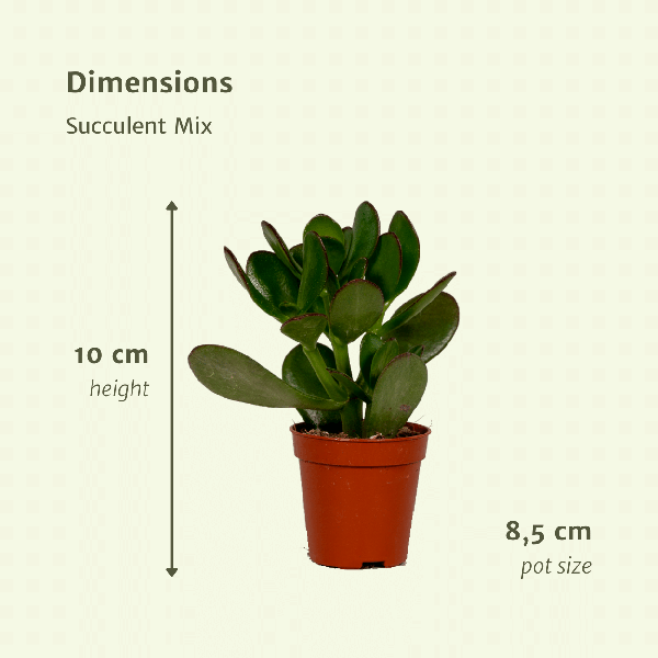 Sukkulenten Mix 18 Pflanzen Ø8,5cm – pflegeleichtes Pflanzen Set für Urban Jungle, Fensterbank, Wohnzimmer & Büro – Plant