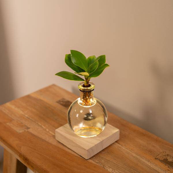 Clusia Hydroponie – Pflanze im Samoa Glas mit LED – Beleuchtung Zimmerpflanze Ø4cm – pflegeleichte Grünpflanze für Wohnzimmer, Büro & helle Standorte – Plant