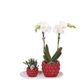 Set aus weißer Orchidee & Rhipsalis auf Bambustablett Zimmerpflanze – pflegeleichte Sukkulente für Wohnzimmer, Büro & helle Standorte kaufen – Plant