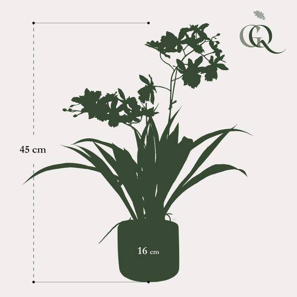 Künstliche Pflanze Orchidee – Gelb – Braun – 45cm – Täuschend echte Kunstorchidee im Topf – Dekoblume für Wohnzimmer, Schlafzimmer, Küche & Büro – Plant