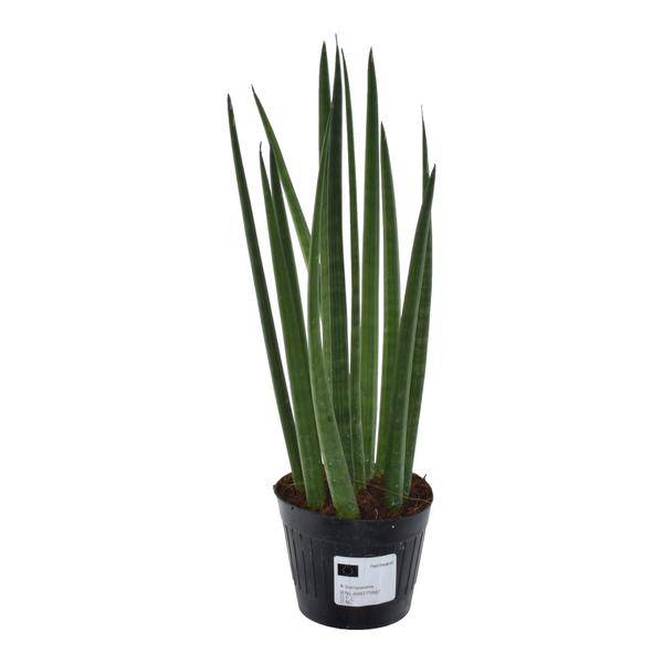 Sansevieria cylindrica Bacularis Mikado – Bogenhanf – pflegeleichte Zimmerpflanze – luftreinigend – ↕38cm – Ø10,5cm – Plant