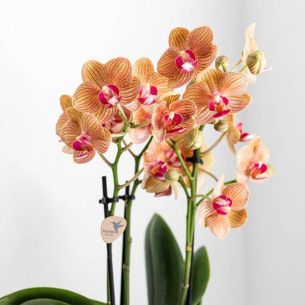 Phalaenopsis Orchidee Weiß – Jamaica – Mit Lush Topf Gold – Weiß – Ø9cm – Höhe ca. 40cm – Blühende Zimmerpflanze mit 2-3 Zweigen – Plant