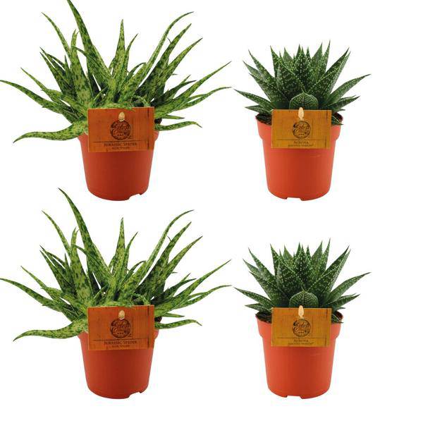 Aloe Spider + Gasteria Hybrid Aurora – 4 Sukkulenten Ø10.5cm ↕10cm – pflegeleichte Zimmerpflanzen für Zuhause, Büro & Fensterbank – Plant
