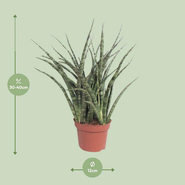Bogenhanf – Sansevieria Fernwood Punk – Zimmerpflanze – Ø12cm – ↕35cm – immergrüne Sukkulente – Plant