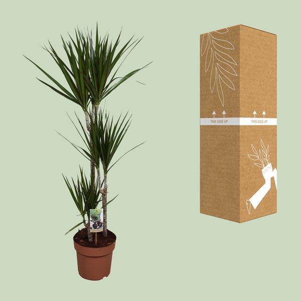 Drachenbaum – Dracaena marginata – Zimmerpflanze – Ø21cm – ↕120cm – pflegeleichte dekorative Grünpflanze für Innenräume – Plant
