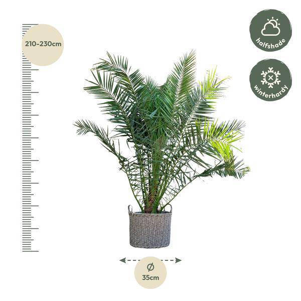 Phönix Canariensis Zimmerpflanze Ø50cm ↕300cm – tropische Grünpflanze für Wohnzimmer, Büro & helle Standorte kaufen – Plant