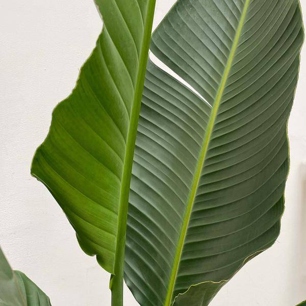 Baum – Strelitzie – Strelitzia Augusta mehrstämmig XXL – 250cm – Ø50cm – Weißer Paradiesvogel – Plant