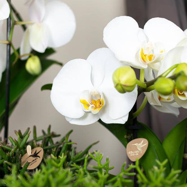 Phalaenopsis Orchidee Weiß Niagara Fall Zimmerpflanze Ø12cm ↕60cm – blühende Orchidee für Wohnzimmer, Büro & helle Standorte kaufen – Plant