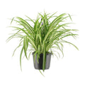 Grünlilie Chlorophytum comosum Variegatum Zimmerpflanze Ø17cm ↕30cm – pflegeleichte Grünpflanze für Wohnzimmer, Büro & helle Standorte kaufen – Plant