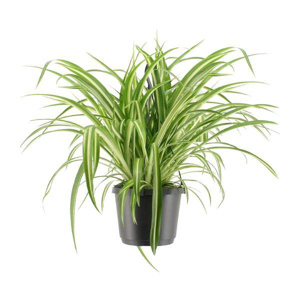 Grünlilie Chlorophytum comosum Variegatum Zimmerpflanze Ø17cm ↕30cm – pflegeleichte Grünpflanze für Wohnzimmer, Büro & helle Standorte kaufen – Plant