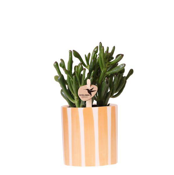 Crassula Hobbit Sukkulente – inkl. Painted Stripe Ziertopf Orange Ø9cm – Zimmerpflanze pflegeleicht im Keramiktopf – Plant
