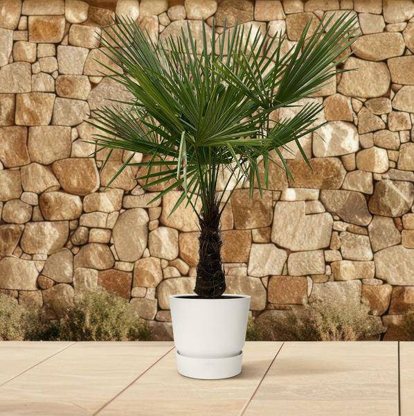 Hanfpalme – Trachycarpus 180cm – Ø30cm – Immergrüne Palme mit fächerförmigen Blättern – Pflegeleicht – Plant