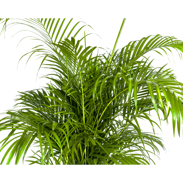 Dypsis Areca lutescens – Goldfruchtpalme – Zimmerpflanze – Ø27 cm – Höhe 150-170 cm – Tropische, federartige Blätter – Ideal für Wohnräume & Büro – Plant