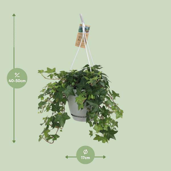 Hedera Helix Grün – Gemeiner Efeu – Zimmerpflanze im Hängetopf – Ø17cm – immergrüne Hänge – und Kletterpflanze für Innen – & Außenbereich – Plant