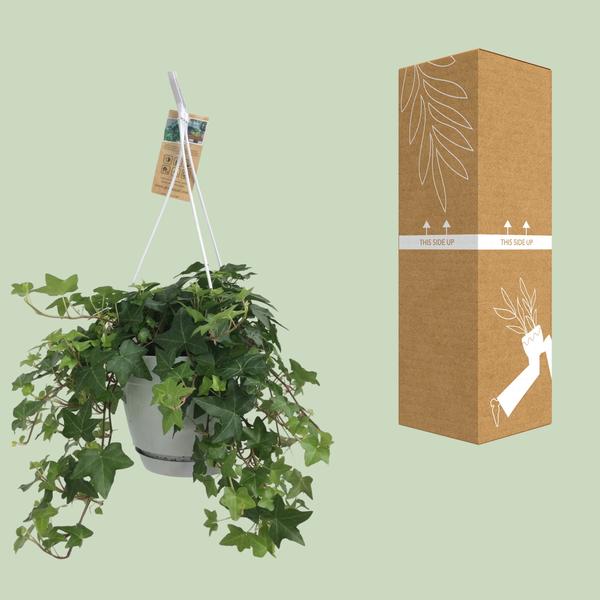 Hedera Helix Grün – Gemeiner Efeu – Zimmerpflanze im Hängetopf – Ø17cm – immergrüne Hänge – und Kletterpflanze für Innen – & Außenbereich – Plant