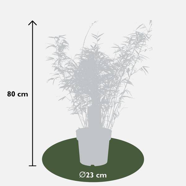 Schirmbambus Fargesia rufa Ø23cm ↕80cm – hochwertiges Produkt für Pflanzen, Garten, Zuhause, Dekoration & moderne Einrichtung – Plant