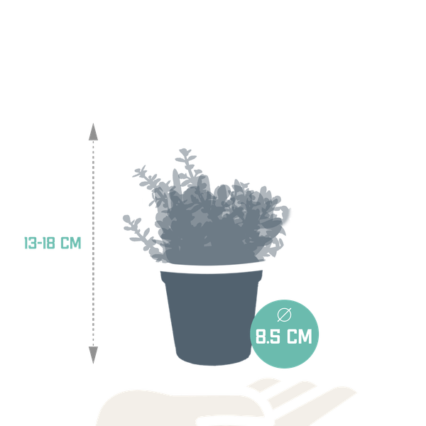 Dickblatt Crassula Mix – 3 Zimmerpflanzen – Ø8,5cm – Sukkulenten Mischung in verschiedenen Formen & Farben – pflegeleicht & dekorativ – Plant