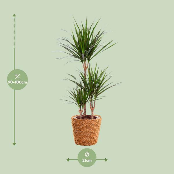 Drachenbaum – Dracaena Marginata – Zimmerpflanze – Ø21cm – ↕95cm Höhe – Pflegeleichte exotische Grünpflanze für Zuhause & Büro – Plant