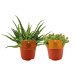 Aloe Spider & Hylocereus Undatus Pflanzenset – 2 Pflanzen – Ø10.5cm – Höhe ca. 15cm – Pflegeleichte Zimmerpflanzen im Topf – Exotisches Duo aus Aloe & Drachenfruchtkaktus – Ideal für Fensterbank & helle Wohnräume – Plant