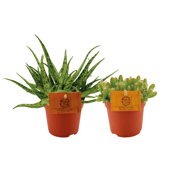 Aloe Spider & Hylocereus Undatus Pflanzenset – 2 Pflanzen – Ø10.5cm – Höhe ca. 15cm – Pflegeleichte Zimmerpflanzen im Topf – Exotisches Duo aus Aloe & Drachenfruchtkaktus – Ideal für Fensterbank & helle Wohnräume – Plant