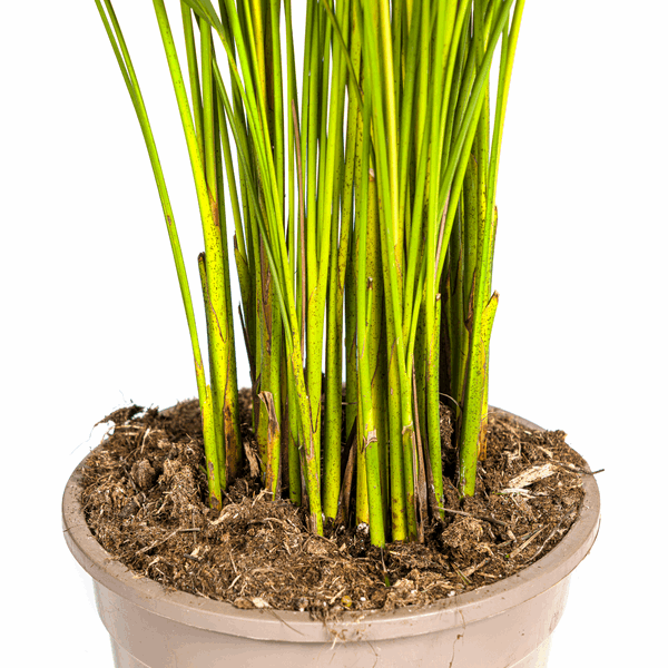 Dypsis Areca Lutescens – Goldpalme Ø21cm – Höhe 100-120cm – Luftreinigende Zimmerpflanze mit federartigen Blättern – Tropische Areca – Plant