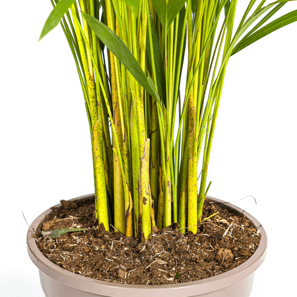 Dypsis Areca Lutescens – Goldfruchtpalme – Zimmerpflanze Ø24cm ↕120-140cm – Tropisch & dekorativ – Federartige Blätter – Pflegeleicht – Plant