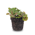 Fittonia Bubble Red – Mosaikpflanze – Zimmerpflanze – Terrarienpflanze – Ø8,5cm – Tropische Pflanze mit roten & grünen Blättern – Plant