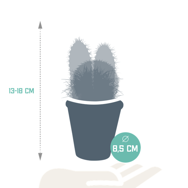 Sukkulenten & Kakteen Mix 3 Pflanzen Ø8,5cm – pflegeleichtes Pflanzen Set für Urban Jungle, Fensterbank, Wohnzimmer & Büro – Plant