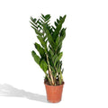 Glücksfeder Zamioculcas Zamiifolia Zimmerpflanze Ø17cm ↕70cm – pflegeleichte Grünpflanze für Wohnzimmer, Büro & helle Standorte kaufen – Plant
