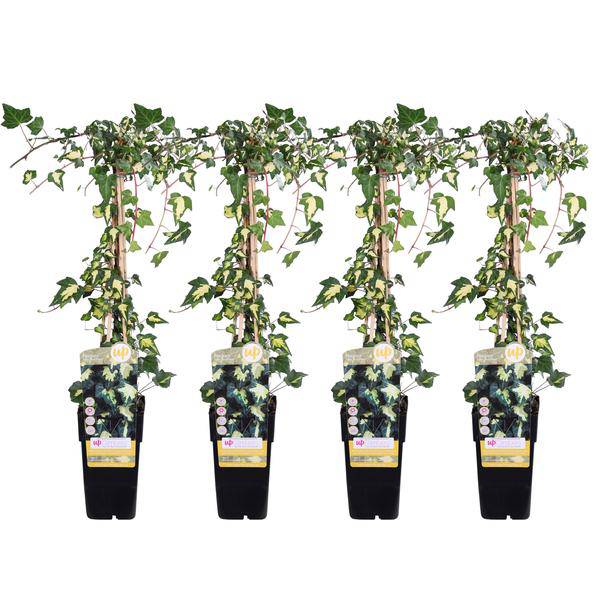 Gold – Efeu Hedera helix 'Goldheart' Kletterpflanze Ø15cm ↕65cm – winterharte Pflanze für Garten, Balkon, Terrasse, Kübel & Beet online kaufen – Plant