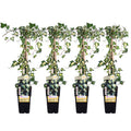 Gold – Efeu Hedera helix 'Goldheart' Kletterpflanze Ø15cm ↕65cm – winterharte Pflanze für Garten, Balkon, Terrasse, Kübel & Beet online kaufen – Plant