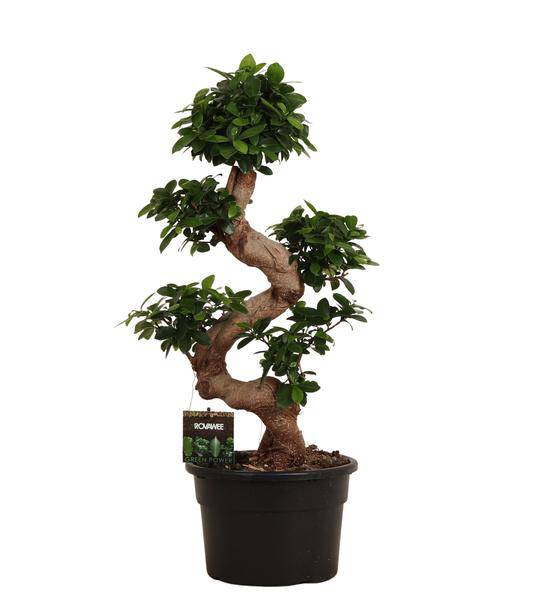 Chinesische Feige – Ficus Microcarpa Ginseng – Zimmerbonsai ca. 80cm hoch – Ø27cm – Bonsai – Baum für Wohnzimmer, Büro & Wintergarten – Plant