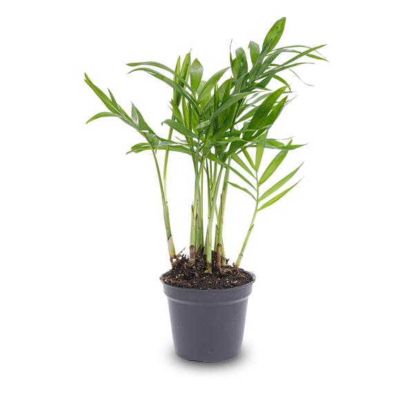 Salonpalme – Chamaedorea elegans 'baby' – Zimmerpflanze – Terrarienpflanze – Ø6cm – Pflegeleicht & luftreinigend – Helles Plätzchen ohne direkte Sonne – Plant
