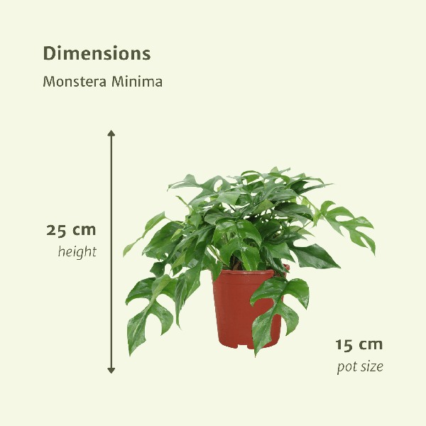 Fensterblatt – Monstera Minima – Zimmerpflanze – Ø15cm – ca. 30cm hoch – 2 Pflanzen – tropische Kletter – und Dekopflanze für Zuhause & Büro – Plant