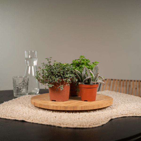 Sukkulenten Mix 18 Pflanzen Ø8,5cm – pflegeleichtes Pflanzen Set für Urban Jungle, Fensterbank, Wohnzimmer & Büro – Plant