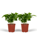Kaffeepflanze – Coffea Arabica – Zimmerpflanze – Ø12cm – ca. 25cm hoch – 2 Pflanzen – exotische Pflanze mit glänzenden Blättern – Plant