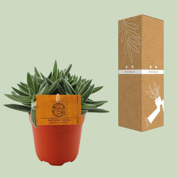 Sukkulente Crassula Tenelli Zimmerpflanze Ø11cm ↕15cm – pflegeleichte Sukkulente für Wohnzimmer, Büro & helle Standorte kaufen – Plant