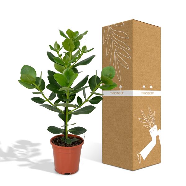 Balsamapfel Clusia Rosea Princess Zimmerpflanze Ø17cm ↕60cm – pflegeleichte Grünpflanze für Wohnzimmer, Büro & helle Standorte kaufen – Plant