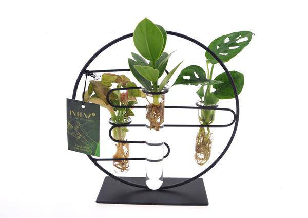 Zimmerpflanzen Intenz Mix In Dubai Glas – Ø12cm – 25cm hoch – Exotische Zimmerpflanzen im Glas – Modern & pflegeleicht – Plant