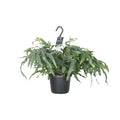 Tüpfelfarn – Phlebodium Aureum Blue Star – Zimmerpflanze – Ø17cm ↕50cm – Luftreinigender Goldfarn – Pflegeleicht – Blaue Wedel – Plant