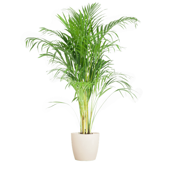 Areca – Palme Dypsis Goldfruchtpalme – Zimmerpflanze ↕100cm Ø21cm – Mit Viber Topf Weiß – Luftreinigende Tropenpflanze für Wohnzimmer & Büro – Plant