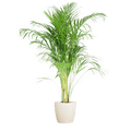 Areca – Palme Dypsis Goldfruchtpalme – Zimmerpflanze ↕100cm Ø21cm – Mit Viber Topf Weiß – Luftreinigende Tropenpflanze für Wohnzimmer & Büro – Plant