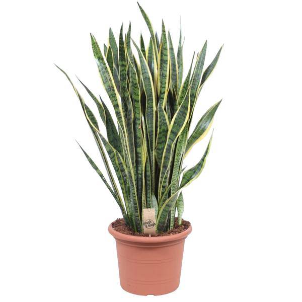 Bogenhanf – Sansevieria Laurentii – Zimmerpflanze 100cm – Ø35cm – Pflegeleichte Grünpflanze mit gelbem Rand – Plant