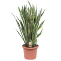 Bogenhanf – Sansevieria Laurentii – Zimmerpflanze 100cm – Ø35cm – Pflegeleichte Grünpflanze mit gelbem Rand – Plant