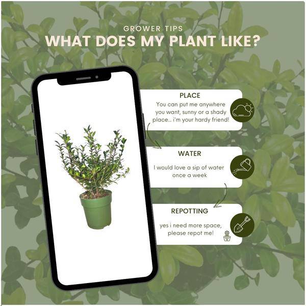 Stechpalmenhecke Ilex crenata ‘Jenny’ – 6 Pflanzen Ø12cm ↕20cm Winterharte immergrüne Heckenpflanzen – Plant