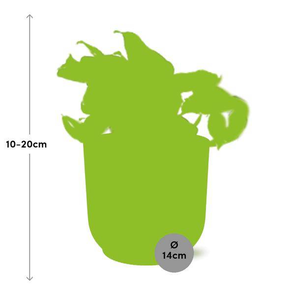 Efeutute – Epipremnum Pinnatum Happy Leaf – pflegeleichte Zimmerpflanze – luftreinigend – Topf Vibes Fold 14cm Rosa – Kletter – und Hängepflanze – Plant